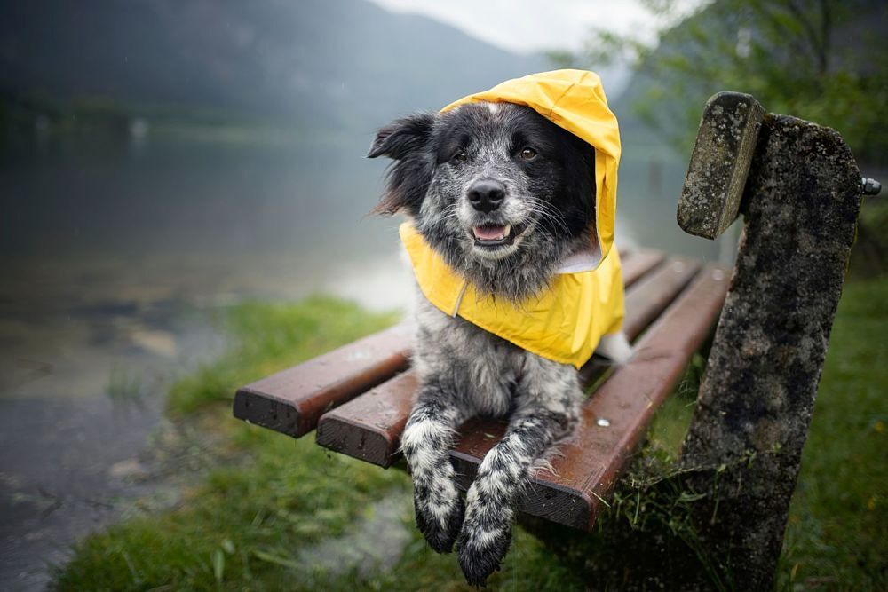 Bellanatura | Cuida a tu mascota en temporada de lluvia